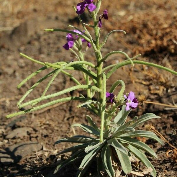 Matthiola maderensis Celota