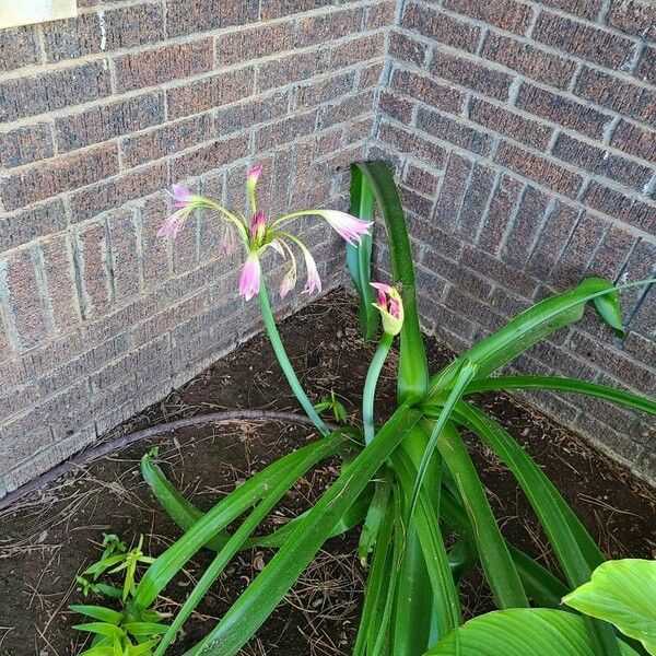 Crinum bulbispermum Blomma