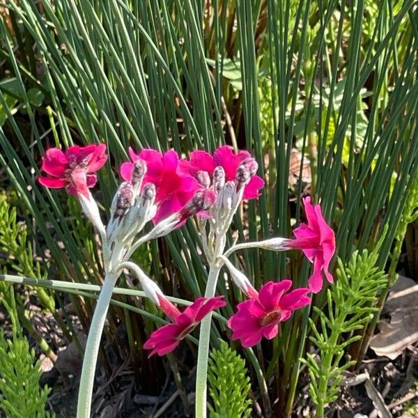 Primula japonica Cvet