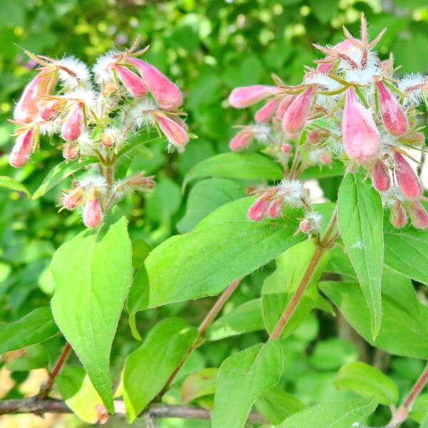 Kolkwitzia amabilis Fleur