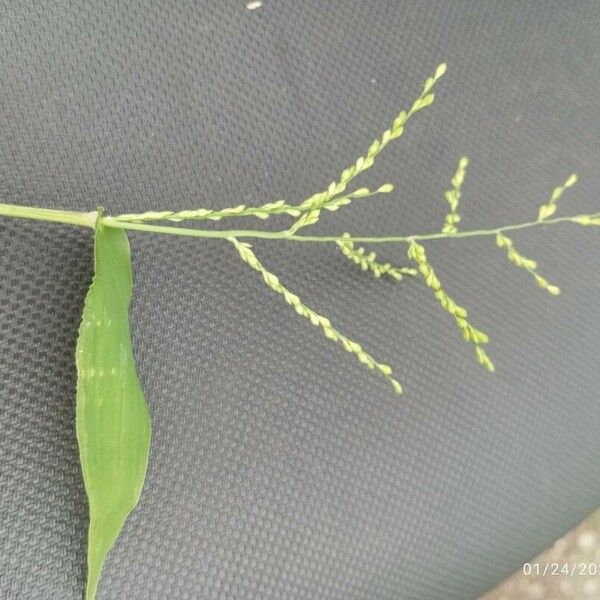 Digitaria velutina फूल