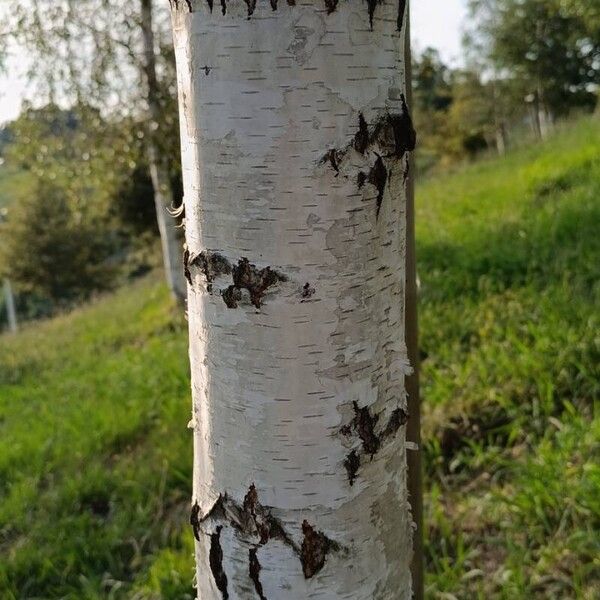 Betula pendula 樹皮