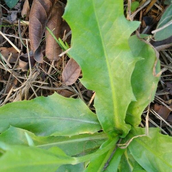 Crepis pulchra Leaf