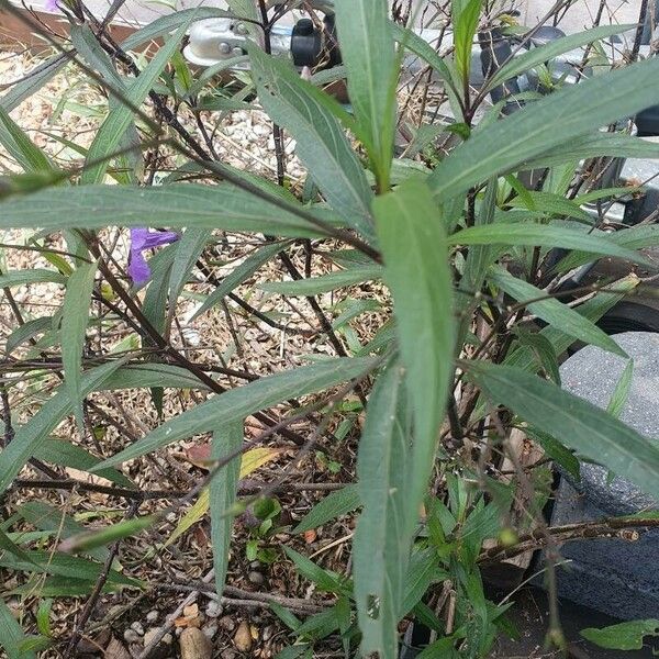 Ruellia simplex Staniste