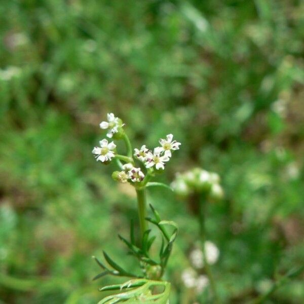 Bifora testiculata Květ