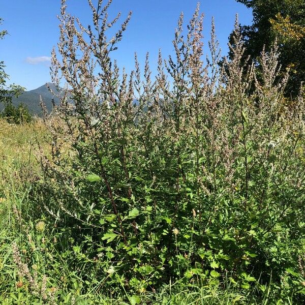 Artemisia vulgaris Хабит