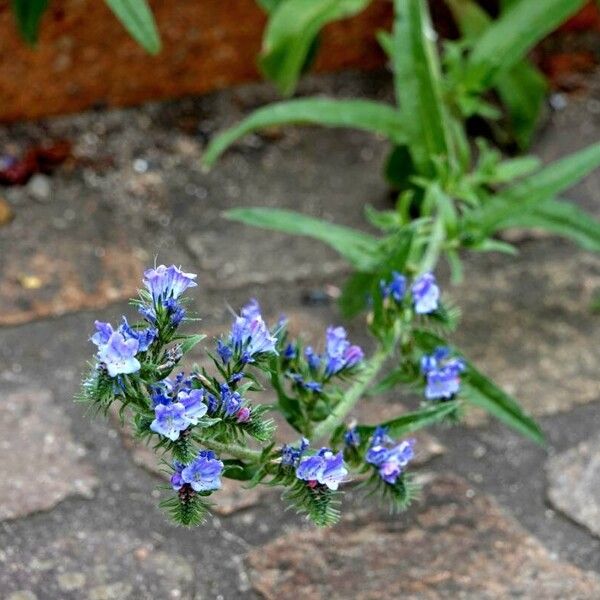 Echium vulgare Arall