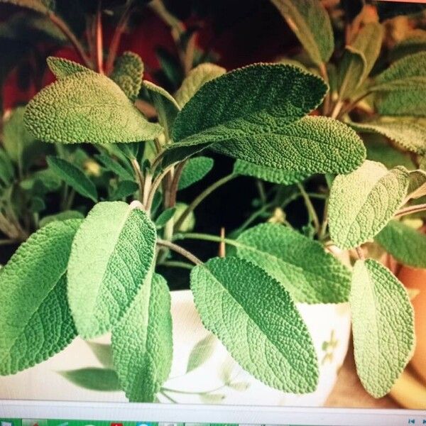 Salvia officinalis Blatt