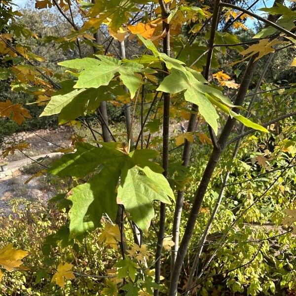 Acer macrophyllum Leaf