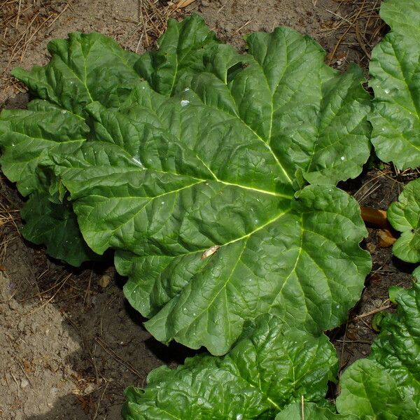 Rheum palmatum Folio