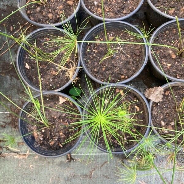 Cyperus haspan Leaf