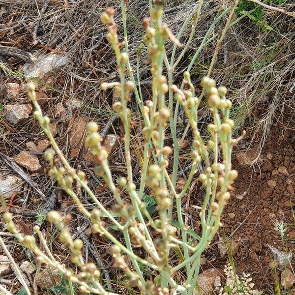 Asphodelus tenuifolius Frucht