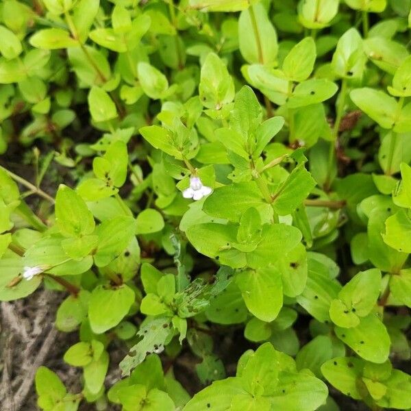 Lindernia dubia പുഷ്പം