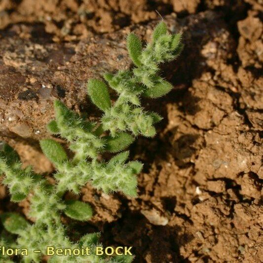 Herniaria cinerea Buveinė