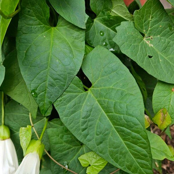 Calystegia silvatica Leaf
