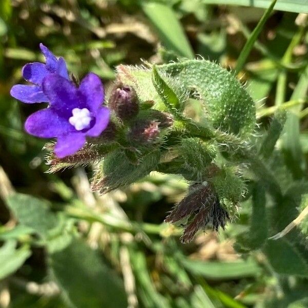 Anchusa officinalis Feuille