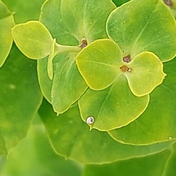 Euphorbia esula 葉