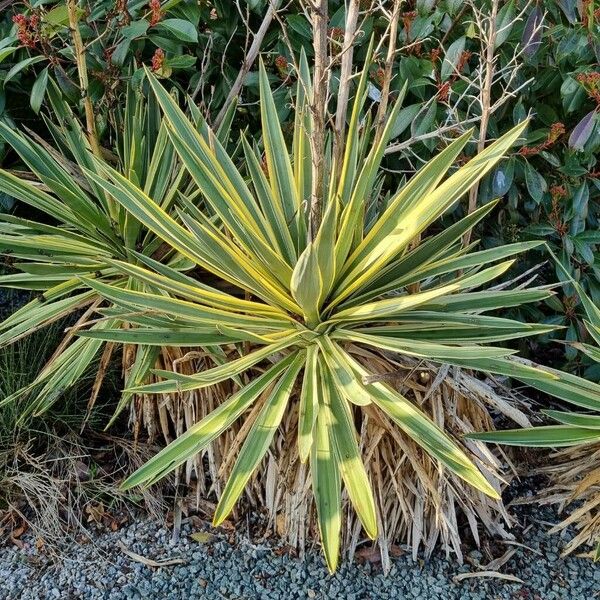 Yucca filamentosa Hábito