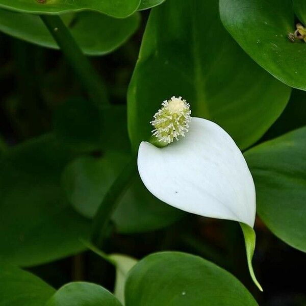 Calla palustris Flower