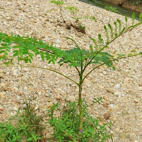 Amorpha fruticosa Habitus