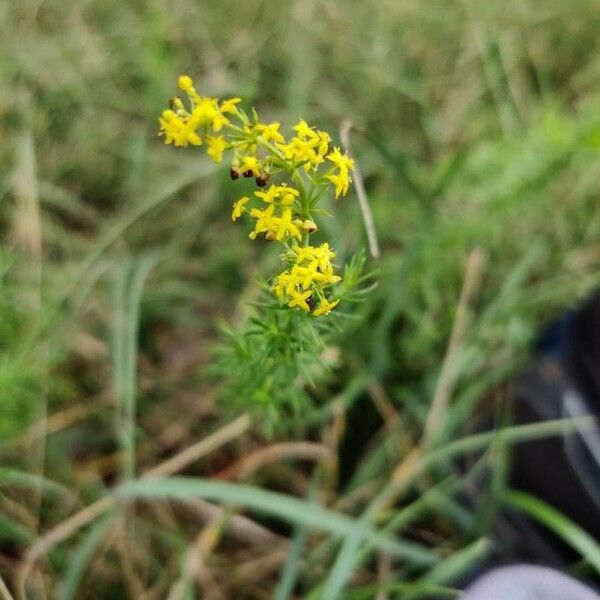 Galium verum Cvet