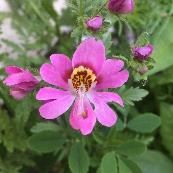 Schizanthus pinnatus Flower