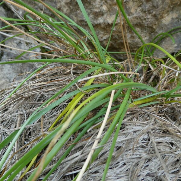 Allium senescens Fuelha