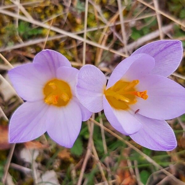 Crocus biflorus Blomma