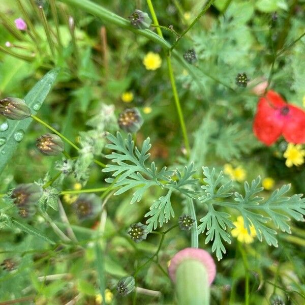 Eschscholzia californica Folla