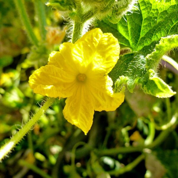 Cucumis sativus Flor