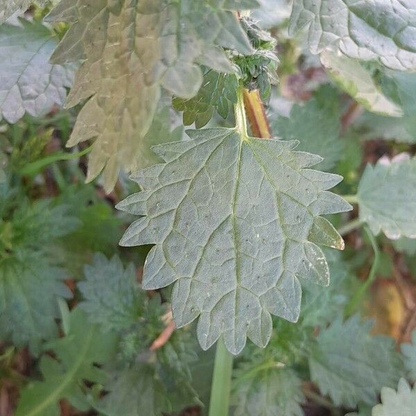 Urtica urens Ліст