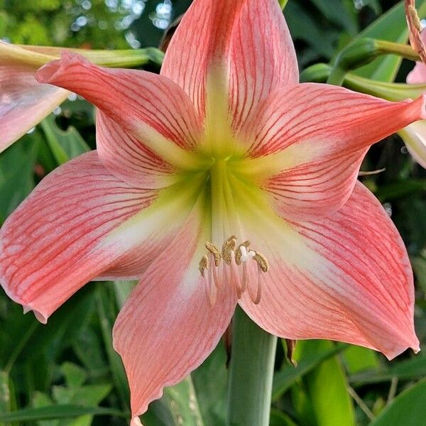 Hippeastrum reginae Bloem