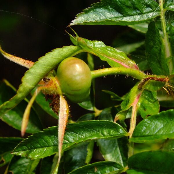 Rosa blanda Fruit