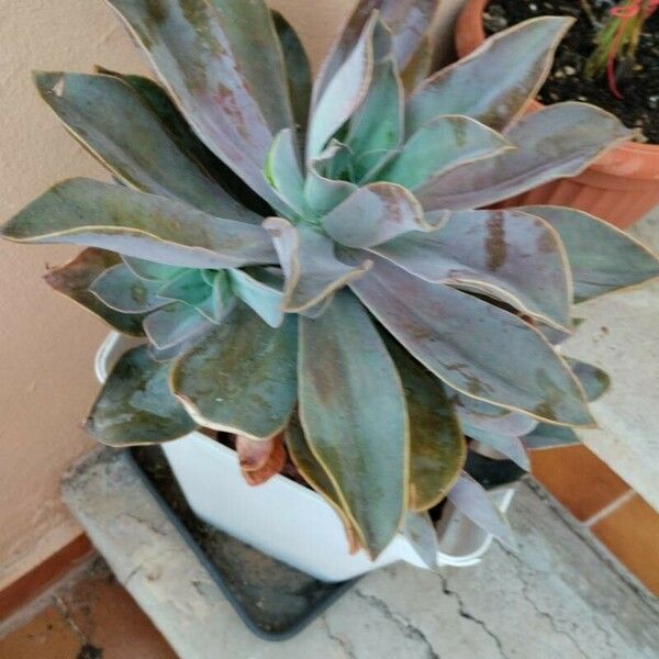 Echeveria gigantea Blad