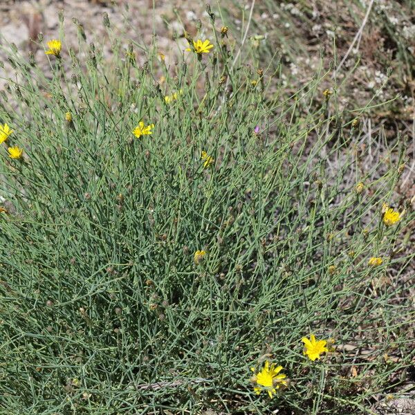 Launaea fragilis Кора