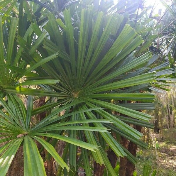 Licuala spinosa Leaf