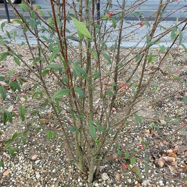 Cotoneaster salicifolius Tervik taim