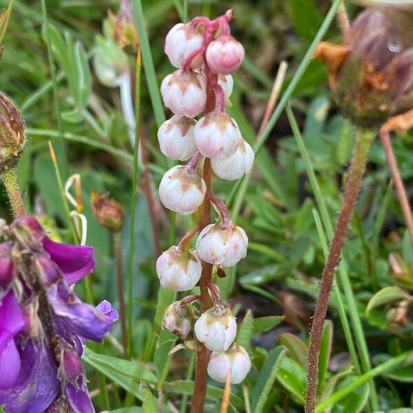 Pyrola minor Flower