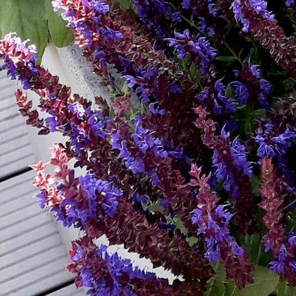 Salvia nemorosa Flors