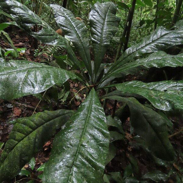 Clavija costaricana Leaf