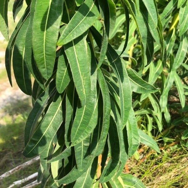 Euphorbia platyphyllos Lapas