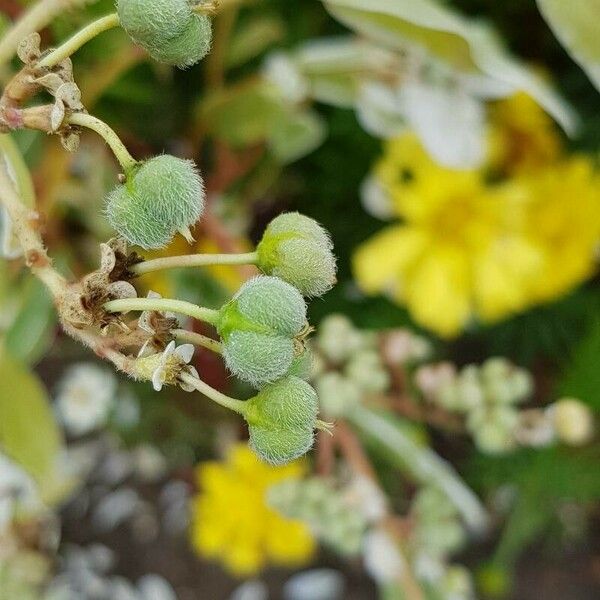 Euphorbia marginata Fruit