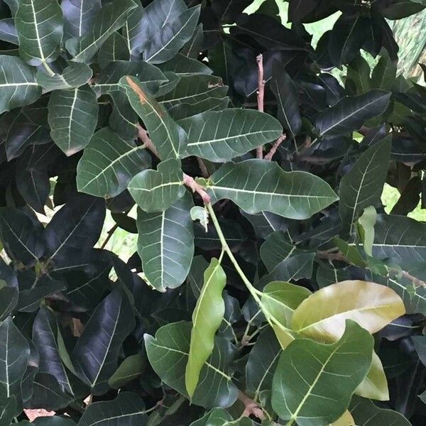 Ficus ingens Лист