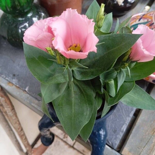 Eustoma russellianum Flower