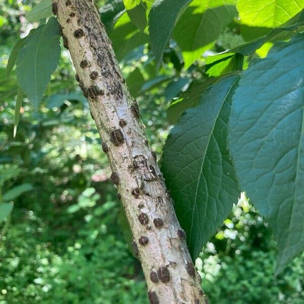 Sambucus nigra Кора