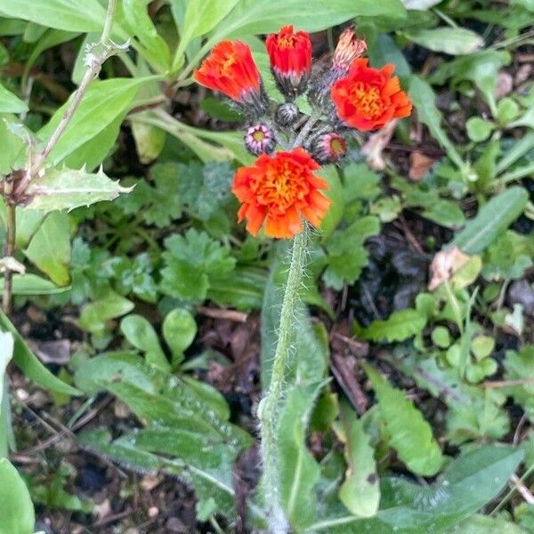 Pilosella aurantiaca Flor