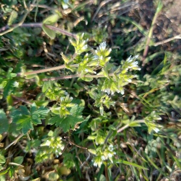 Cerastium glomeratum फूल