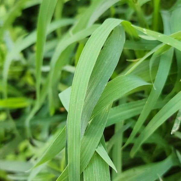 Echinochloa colona Frunză