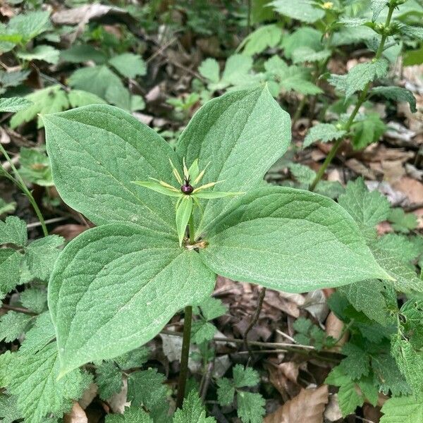 Paris quadrifolia 葉