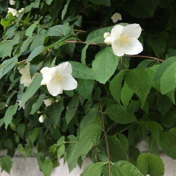 Philadelphus coronarius Fuelha